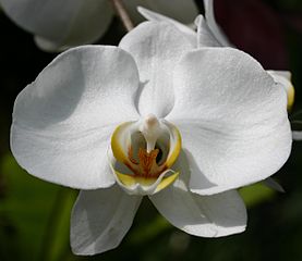 White Orchid