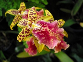 Tiger Orchid